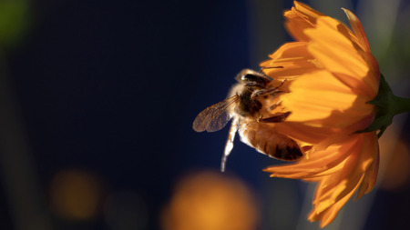 Bee on Orange Flower