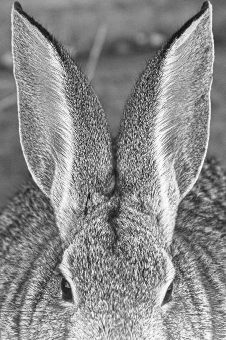 Desert Cottontail Ears in Black and White