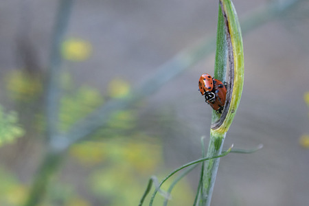 Piggybacking Ladybug