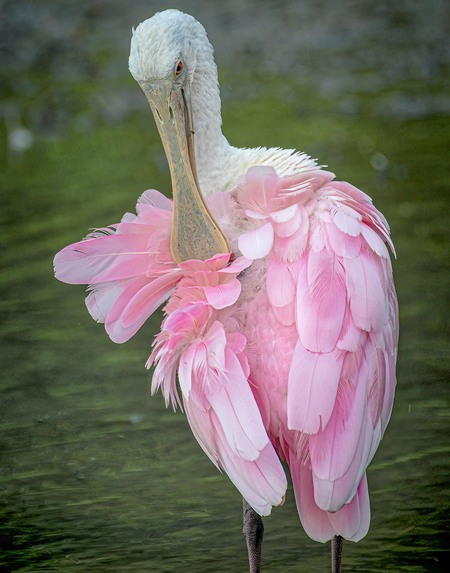 Pretty in Pink