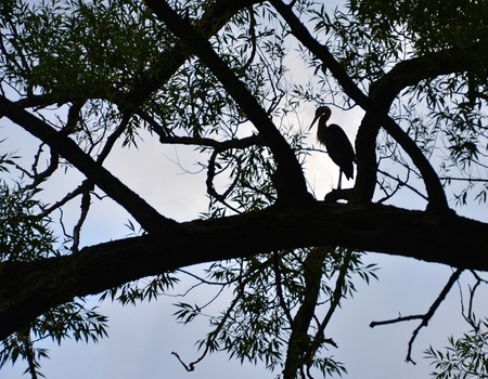 Blue Heron Silhouette