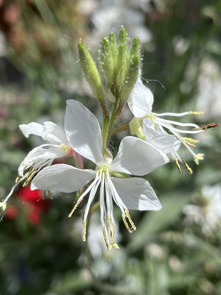 Oenothera