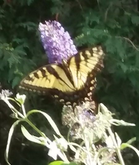 Summer Swallowtail