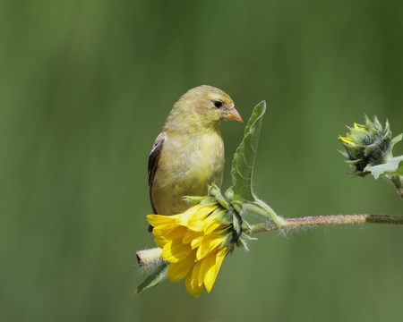 Female Goldfinch on Sunflower