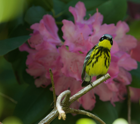 Magnolia Warbler