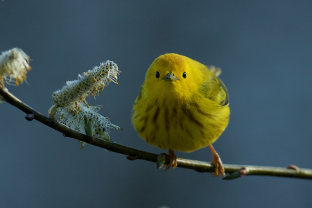 Yellow Warbler