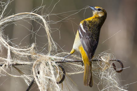 Collecting Twine for Her Nest