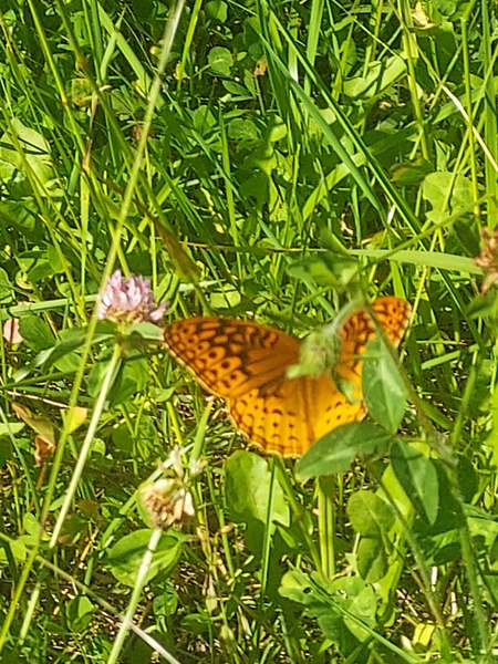 Butterfly in the wildflowers