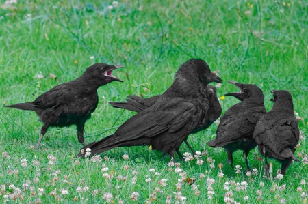 Raven school