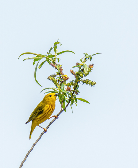 Perched Warbler