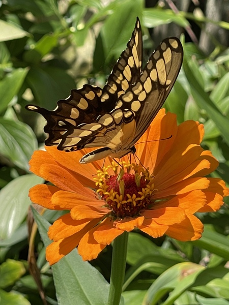 Black Swallowtail 