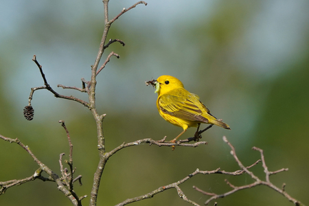 Warbler