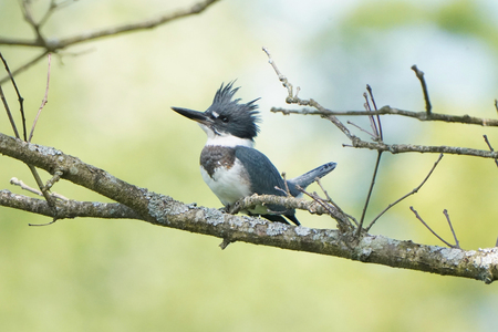 Kingfisher