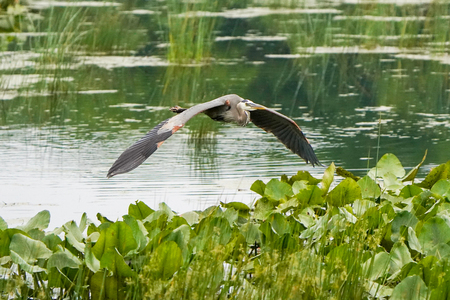 Heron in flight