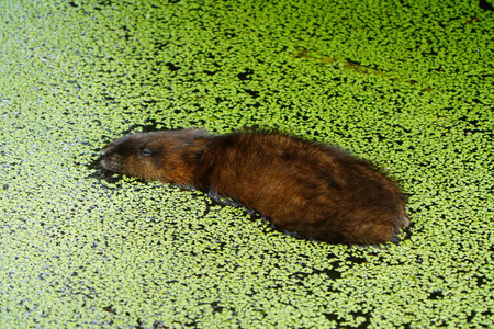 Snoozing Otter