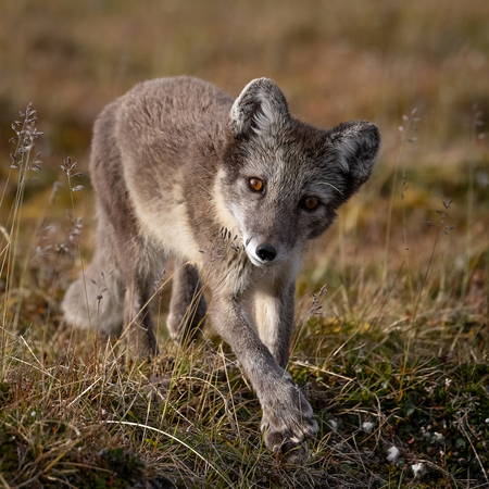 On quiet paws