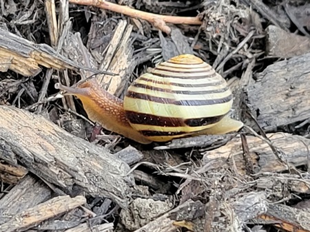 My Resident Snail