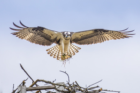 Osprey Female repairing Nest near Chautauqua Lake, NY