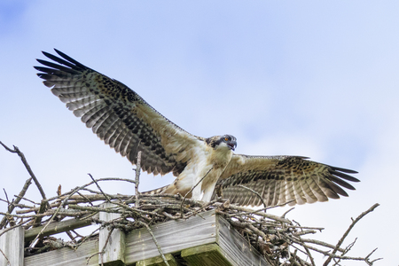 Young Osprey preparing to fledge!