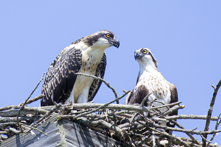 Young Osprey in conversation with its Dad, near Chautauqua Lake, NY