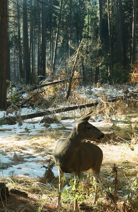 Sierra Morning 