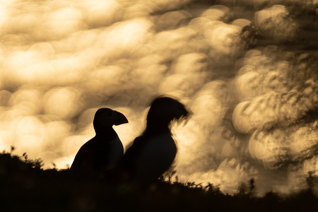 Puffins