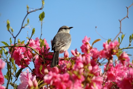 Bird In Azalea