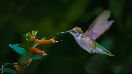 Ruby-throated Hummingbird - South Buffalo, NY