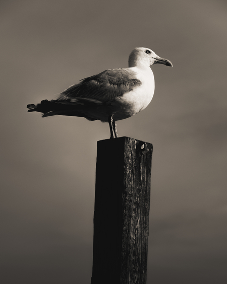 Seagull on a Wood Post