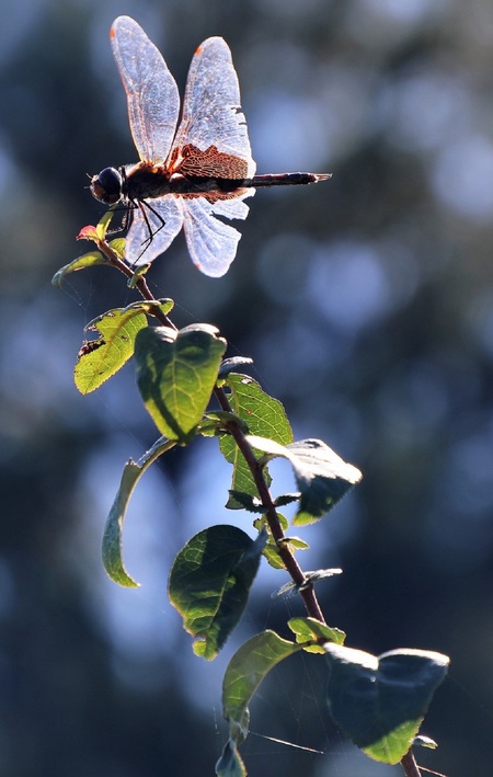Dragonfly On A Bush