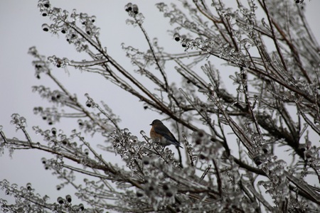 Icy View