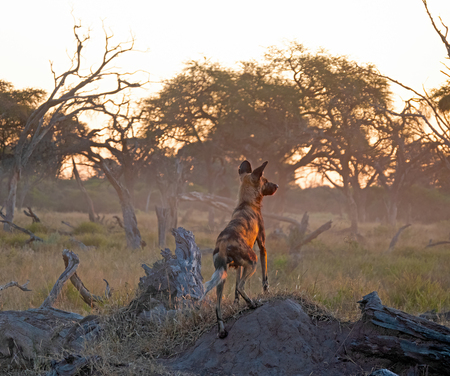 Painted Dog Hunt at Sunset