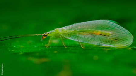 Green Lacewing Bug - Cazenovia Park - Buffalo, NY