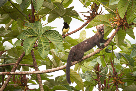 The Tayra and the Jay