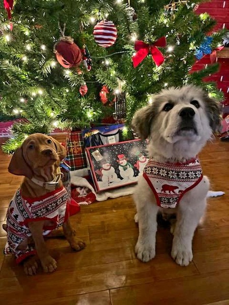 Penny and Appa