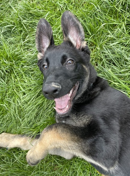 Apollo