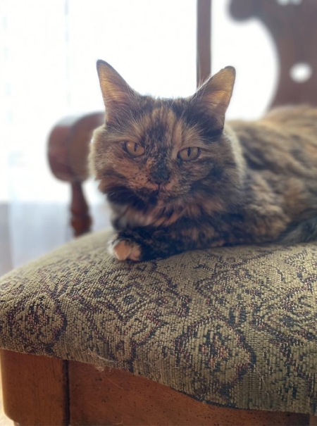 Stella