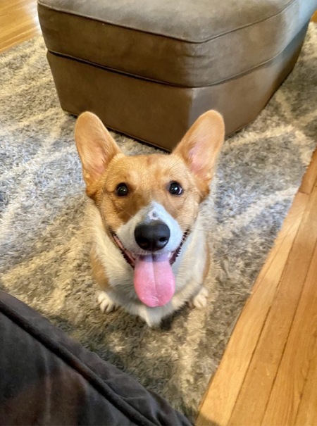 Scout