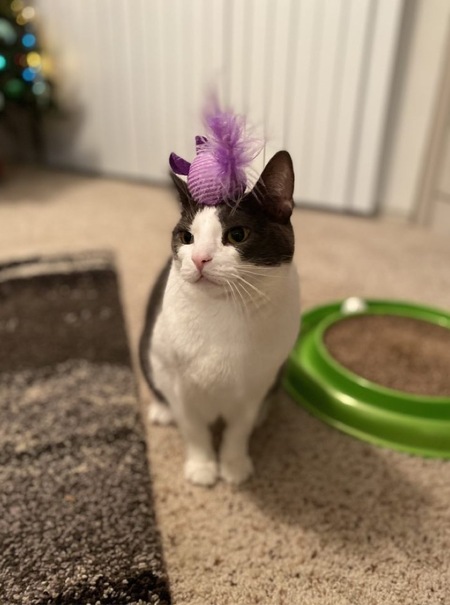 Apollo