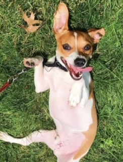 Milo