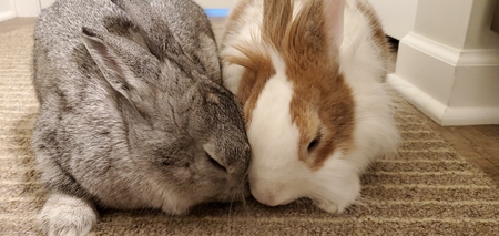 Cinnabon and Blue