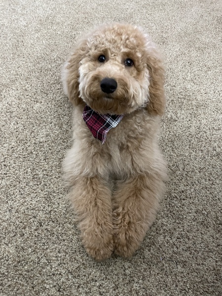 Teddy