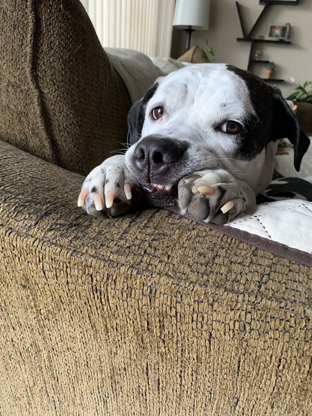 Ollie