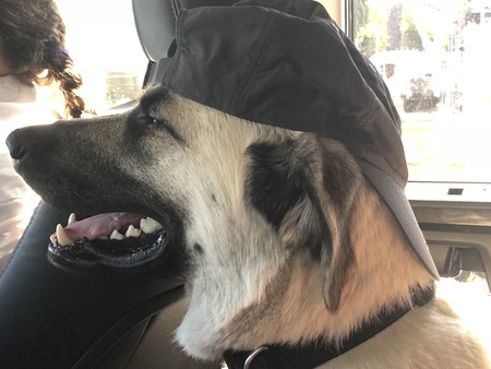 Koda