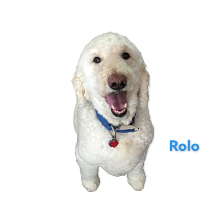 Rolo