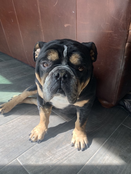 Hank