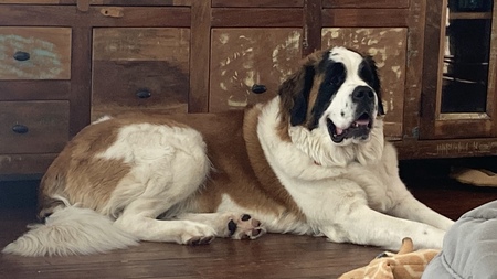 Mabel