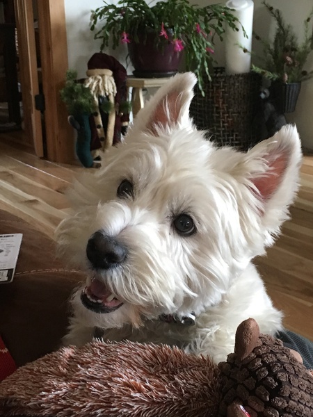 Ludi
