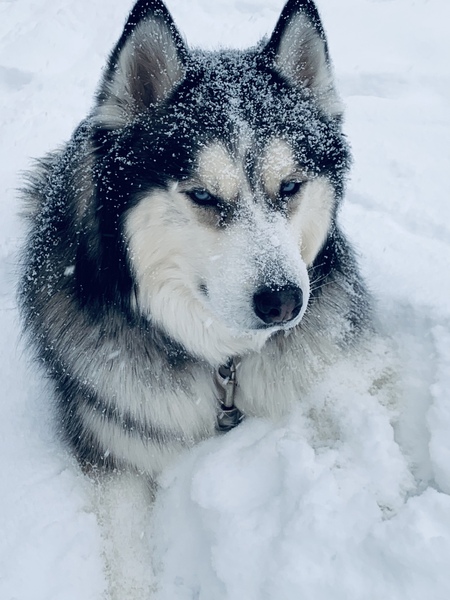 Zuni