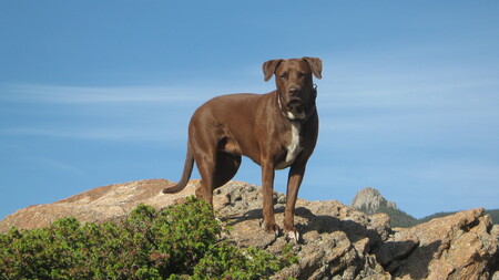 Abbie
